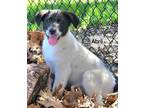 Adopt Abril a Mixed Breed