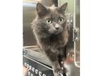 Adopt Bella a Domestic Long Hair