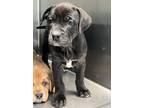 Adopt Arizona a Labrador Retriever, Pit Bull Terrier