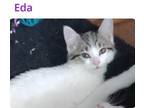 Adopt Eda a White Domestic Shorthair / Mixed cat in Peoria, IL (38671369)