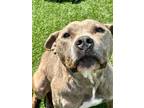 Adopt Xerena a Pit Bull Terrier, Mixed Breed