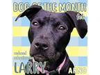 Adopt Larry a Labrador Retriever / Mixed dog in New Orleans, LA (38822549)
