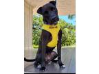 Adopt Kommon a Shar Pei / Labrador Retriever / Mixed dog in New Orleans