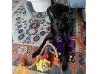 Adopt Nicks a German Shepherd Dog, Mixed Breed