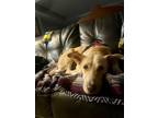 Adopt Bella (In Foster) a Hound (Unknown Type) / Labrador Retriever / Mixed dog