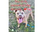 Adopt Rhea-Adoption Fee Grant Eligible! a American Pit Bull Terrier / Mixed dog