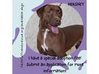 Adopt Hershey a Brown/Chocolate Mixed Breed (Large) / Mixed dog in Gainesville