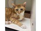Adopt Lucas a Orange or Red Domestic Shorthair / Mixed cat in Philadelphia