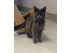Adopt Hamburgler a Domestic Shorthair / Mixed (short coat) cat in Dalton