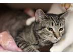 Adopt Wyn a Domestic Short Hair