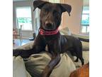 Adopt Goomba a Black Mixed Breed (Medium) / Mixed dog in Memphis, TN (38863319)