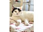 Adopt Marilyn Monroe a Domestic Shorthair / Mixed (short coat) cat in