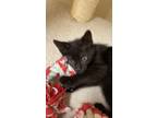 Adopt JETT a Domestic Shorthair / Mixed (short coat) cat in Sandusky