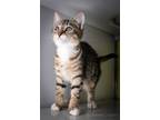 Adopt Bellatrix a Domestic Shorthair / Mixed (short coat) cat in New Orleans