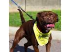 Adopt Clover a Pit Bull Terrier