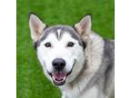 Adopt Ne-ne a Siberian Husky