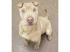 Adopt Ghostly Energy a White Shar Pei / Mixed dog in Mishawaka, IN (38672798)