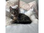 Adopt Monarch a Brown or Chocolate Domestic Mediumhair / Mixed cat in Auburn