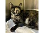 Adopt Little Missy a Tortoiseshell Domestic Shorthair / Mixed cat in Columbia