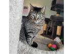 Adopt Gizmo a Domestic Short Hair