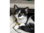 Adopt Teavanna a All Black Domestic Shorthair / Domestic Shorthair / Mixed cat