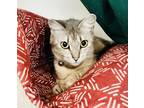 Adopt Hen a Gray or Blue Domestic Shorthair / Domestic Shorthair / Mixed cat in