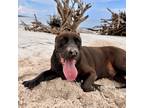 Adopt Balu a Black Mixed Breed (Large) / Mixed dog in Jacksonville