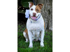 Adopt Lana a White American Staffordshire Terrier / Mixed dog in Sanger