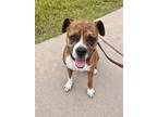 Adopt Akela a Boxer dog in Denver, CO (38951311)