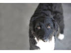 Adopt Harper a Black Australian Shepherd / Poodle (Miniature) / Mixed dog in