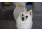 Adopt Snowball a White American Eskimo Dog / Mixed dog in Colorado Springs