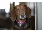 Adopt Luna a Brown/Chocolate Beagle / Mixed dog in Colorado Springs