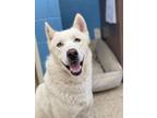 Adopt Chase a White Husky / Mixed dog in Columbia City, IN (38947958)