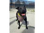Adopt Kculli a Black American Pit Bull Terrier / Mixed dog in Philadelphia