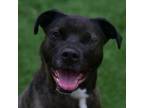 Adopt Jelly a Mixed Breed, Pit Bull Terrier