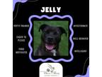 Adopt Jelly a Mixed Breed, Pit Bull Terrier