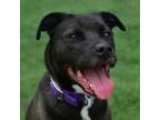 Adopt Jelly a Mixed Breed, Pit Bull Terrier