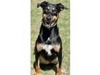 Adopt Taboo a Doberman Pinscher, Husky