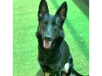 Adopt Lacy Loo a Black German Shepherd Dog / Mixed dog in Carrollton