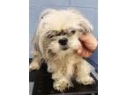 Adopt Griselda NOT AVAILABLE UNTIL 4/19 a Shih Tzu, Mixed Breed