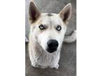 Adopt Wendy a Siberian Husky, Mixed Breed