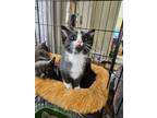 Adopt Margot a Black & White or Tuxedo Domestic Shorthair (short coat) cat in