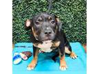 Adopt Mashed Taters a American Bully