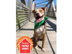 Adopt Bruno a Brindle American Pit Bull Terrier / Mixed dog in Valley View