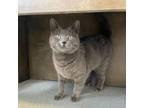 Adopt Bottomless Mimosa a Domestic Short Hair