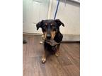 Adopt Taylor a Rottweiler