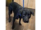 Adopt Mariah a Labrador Retriever