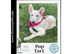 Adopt Pop Tart (Daisy Rose's Breakfast Club) 061723 a White German Shepherd Dog