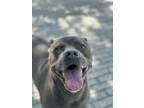 Adopt Isabella a Pit Bull Terrier, Mixed Breed