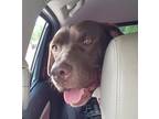 Adopt Sky a Labrador Retriever / Mixed Breed (Medium) / Mixed dog in Buford